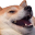 :dogheh: :dogheh: